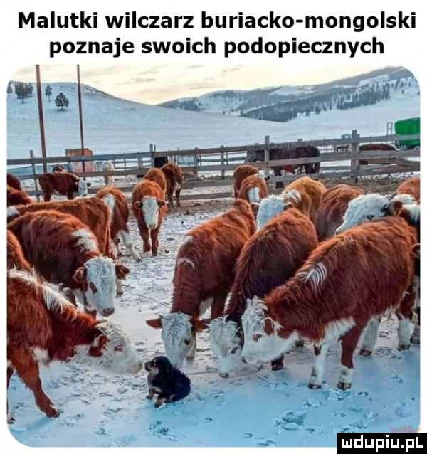 malutki wilczarz buriacko mongolski poznaje swoich podopiecznych ludu iu. l