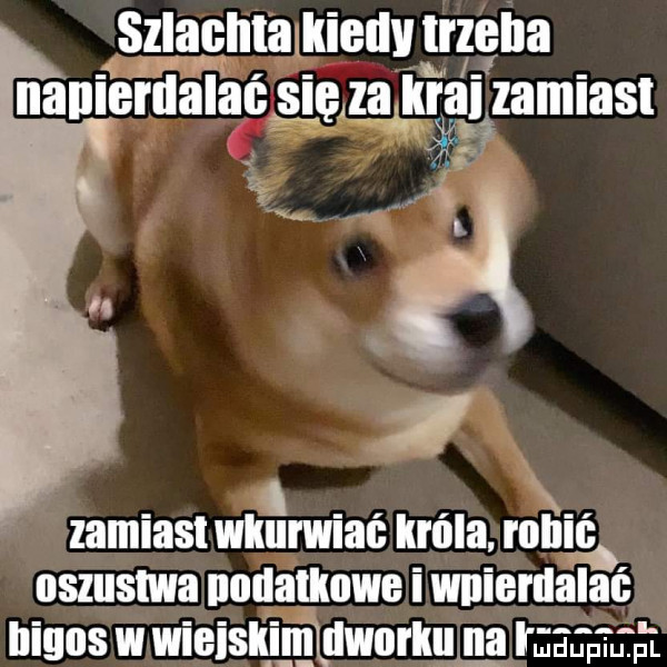 sziagiilajiiieiw trzeba agf. nanleidal ai sięjzaalgrai zamiast zamiasiwkarwiaf króla roll oszustwa nodaljiowe wnieriia ici bigos wieisliimluworkuę nru pm