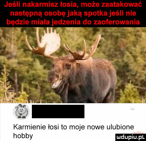 karmienie łosi to moje nowe ulubione hobby