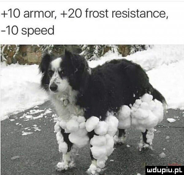 armor    frost resistance    speed