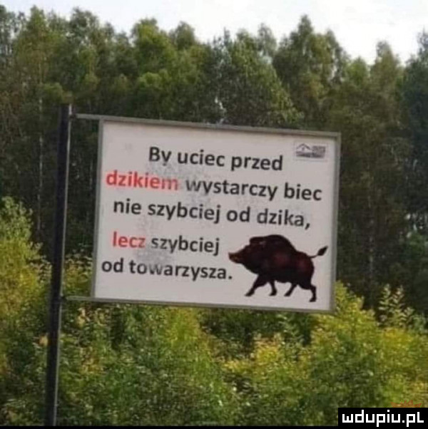 w bv uciec przed dzikiem wystarczy biec nie szybciej od dzika lecz szybciej od towanysza. lulefiu f l