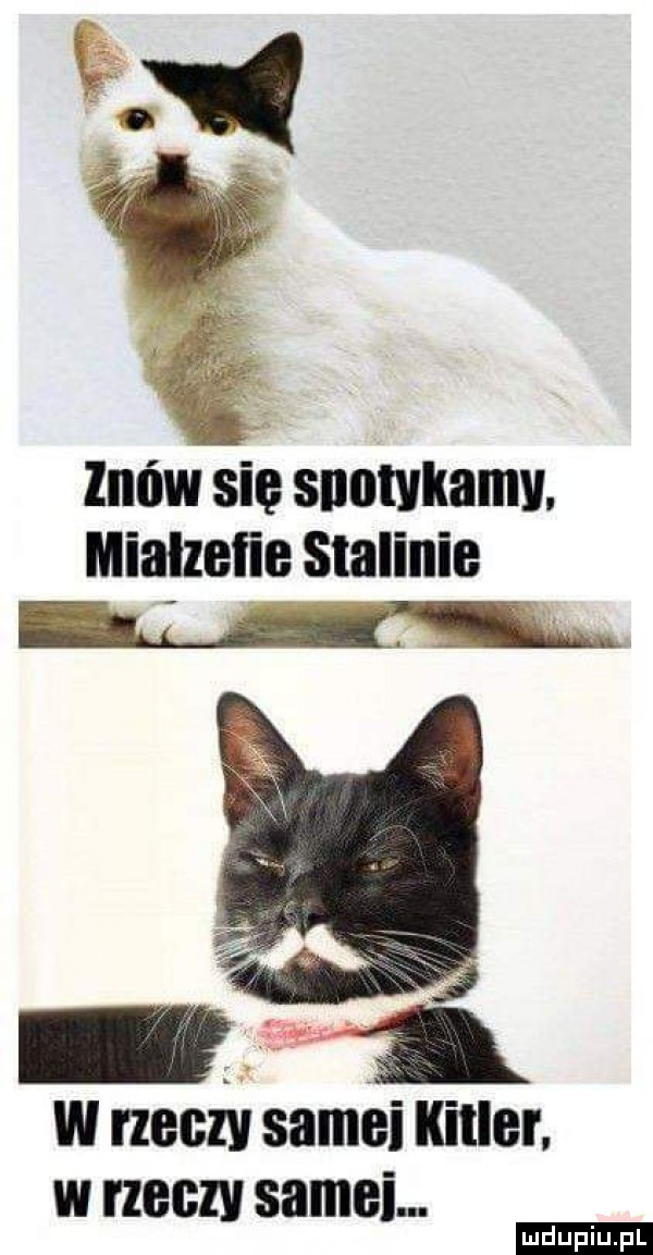 znów się snutvkamv. mialzeﬁe stalinie w bbn alei kall. w ch samum