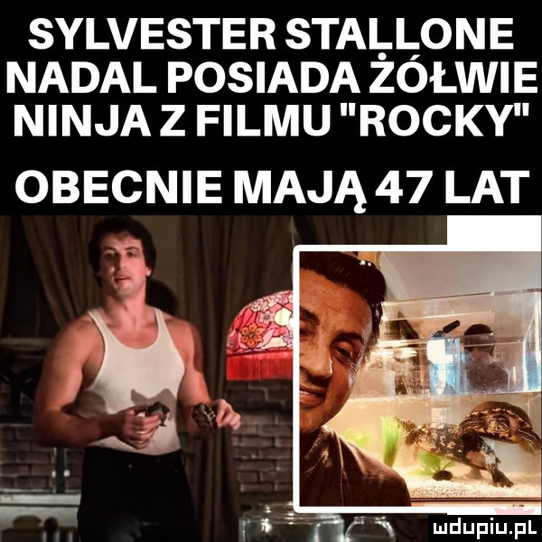 sylvester stai i one nadal posiada zołzie ninja z filmu rocky obecnie mają    lat