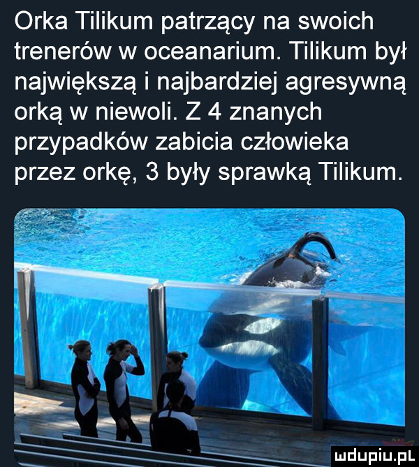 orka tiiikum patrzący na swoich trenerów w oceanarium. tilikum był największą i najbardziej agresywną orką w niewoli. z   znanych przypadków zabicia człowieka przez orkę   były sprawką tiiikum