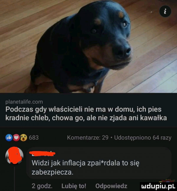 planelałife com podczas gdy właścicieli nie ma w domu ich pies kradnie chleb chowa go ale nie zjada ani kawałka w     komentarze    udostępmono    razy   widzi jak inflacja ziai rca a to się zabezpiecza. zgodz. lunięto odpowiedz mduptqul