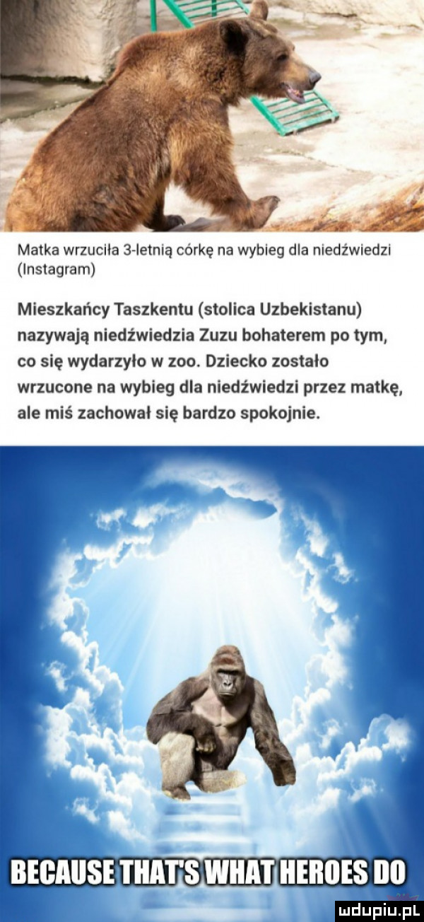 matka wrzuciła bvletnią córkę na wybieg dla niedźwiedzi lnstagram mieszkańcy taszkentu stolica uzbekistanu nazywają niedźwiedzia zugu bohaterem po tym co się wydarzyło w zoo. dziecko zostalo wrzucone na wybieg dba niedźwiedzi przez matkę ale miś zachowki się bardzo spokojnie. begaiise trat s wica i iieiiiies ibl