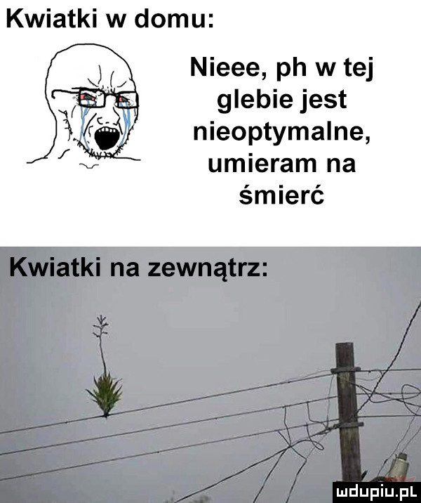 kwiatki w domu nieee ph w tej glebie jest nieoptymalne umieram na śmierć