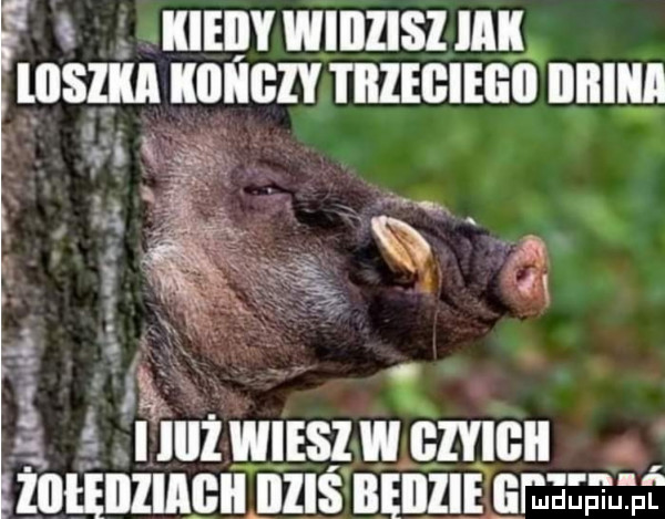 i kieiiy wiilllsl iii ibm kiiiibiy i iiiegiegii iiiii i i g t   iiiiżqiieszwęzyigii   żołęiiiiabii illlś beiiiie gpeeei u p l