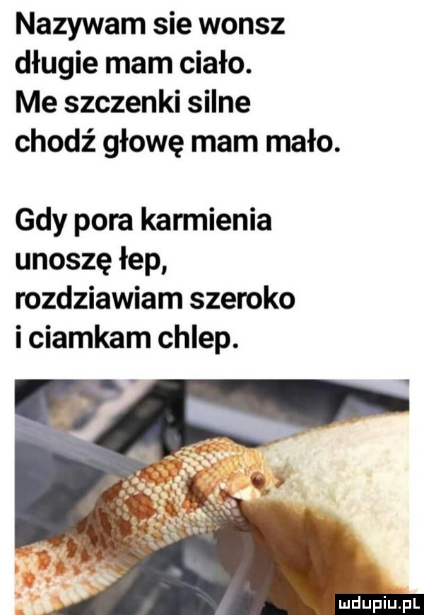 nazywam sie wonsz długie mam ciało. me szczepki silne chodź głowę mam mało. gdy pora karmienia unoszę łap mzdziawiam szeroko i ciamkam chlep