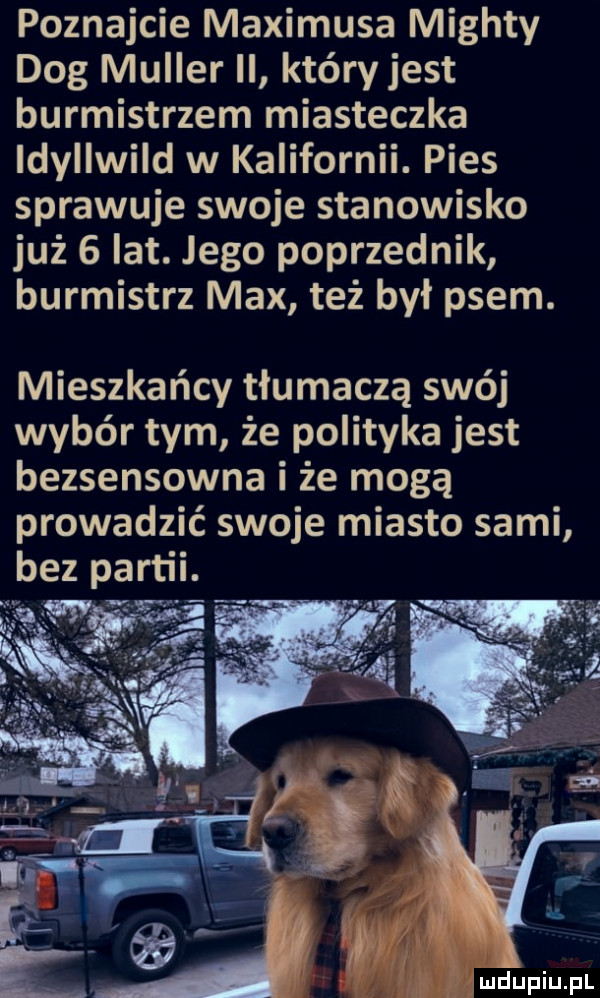 poznajcie maximusa michty dog muller ii który jest burmistrzem miasteczka ldyllwild w kalifornii. pies sprawuje swoje stanowisko już   lat. jego poprzednik burmistrz max też był psem. mieszkańcy tłumaczą swój wybór tym że polityka jest bezsensowna i że mogą prowadzić swoje miasto sami bez partii