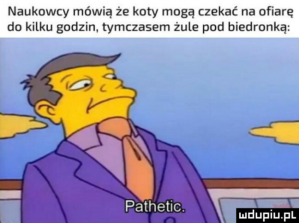 naukowcy mówią że koty mogą czekać na ofiarę do kilku godzin. tymczasem żule pod biedronką