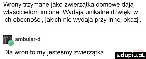 wrony trzymane jako zwierzątka domowe dają właścicielom imiona. wydają unikalne dźwięki w ich obecności jakich nie wydają przy innej okazji ę ambular d dla wron to my jesteśmy zwierzątka