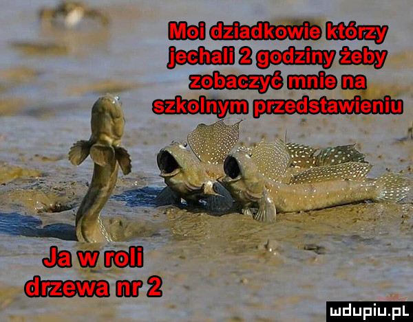 upiu pl