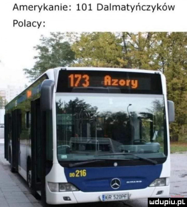 amerykanie     dalmatyńczyków polacy