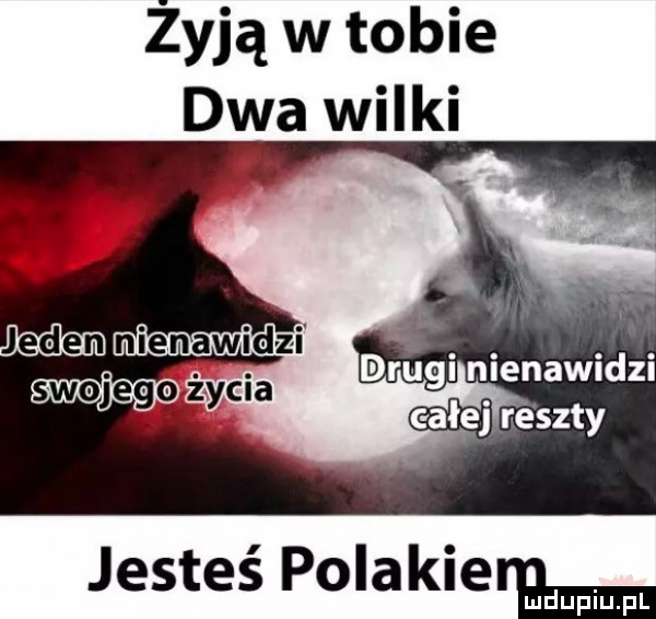 żyją w tobie dwa wilki jesteś po akierﬂmm