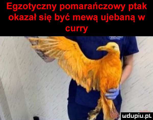 egzotyczny pomarańczowy ptak okazał się być mewą ujebaną w curry ą