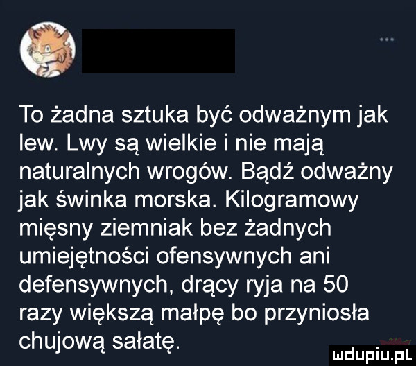 to żadna sztuka być odważnym jak lew. lwy są wielkie i nie mają naturalnych wrogów. bądź odważny jak świnka morska. kilogramowy mięsny ziemniak bez żadnych umiejętności ofensywnych ani defensywnych drący ryja na    razy większą małpę bo przyniosła chujową sałatę. mmpm pl