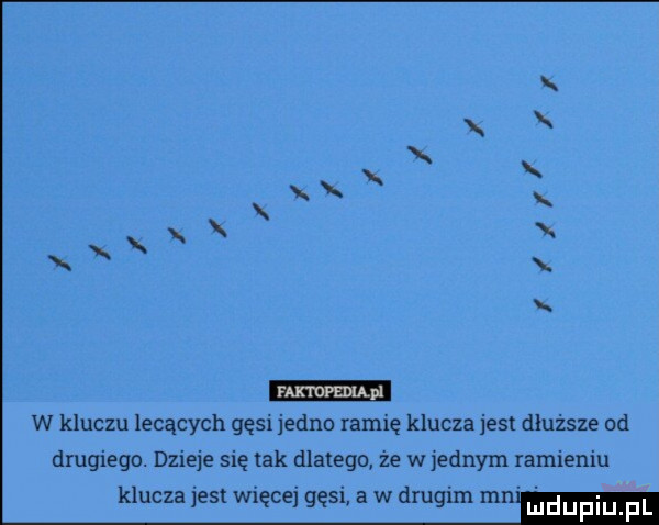 x x xx xx xxx. x. n w kluczu lecących gęsi jedno ramię klucza jest dłuższe od drugiego. dzieje się tak dlatego że w ednym ramieniu klucza jest więcej gęsi a w drugim   mm