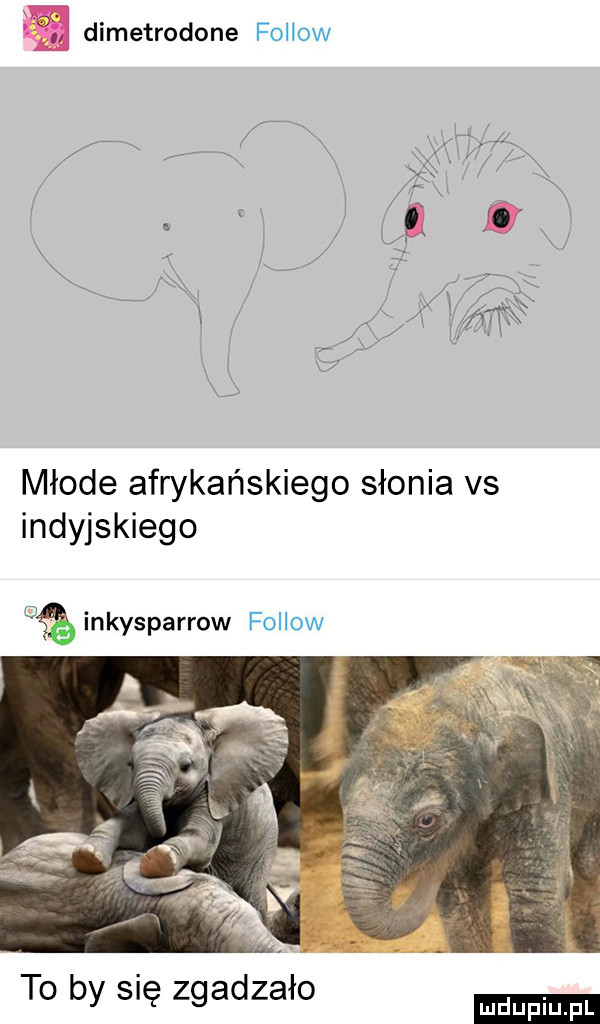 dimetrodone fellow młode afrykańskiego słonia vs indyjskiego   inkysparrow fellow