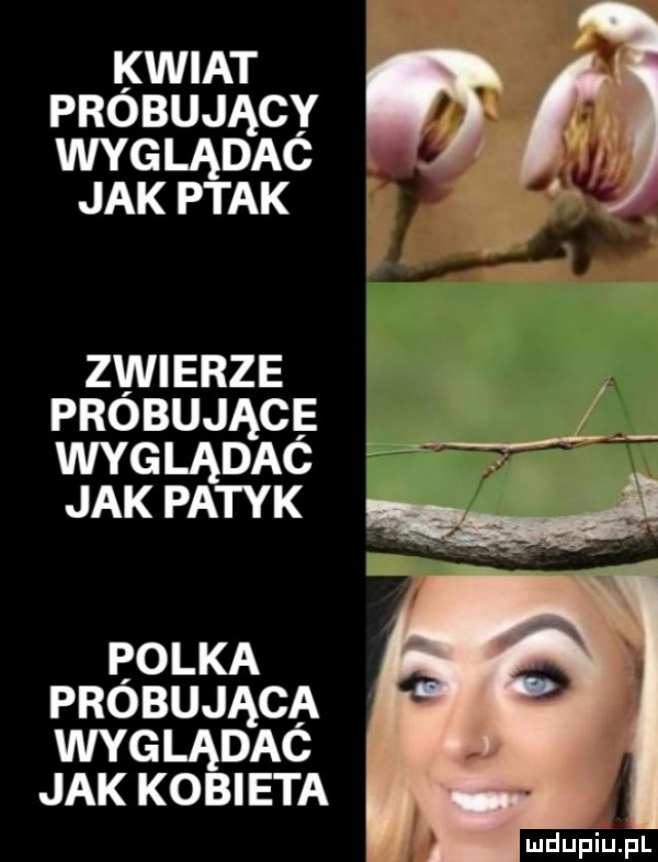 kwiat próbuj ący węglą dać jakla ptak zwierze probującę wyglądac jak patyk ma bolka probująca wyglądac jak kobieta