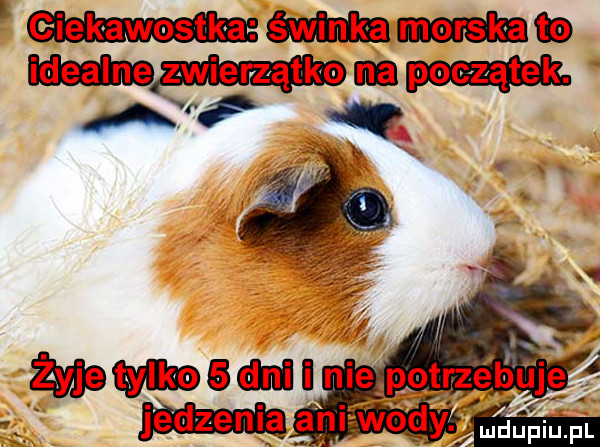 eiekawostka m morska e idealne zwierzątko ma początek. lac