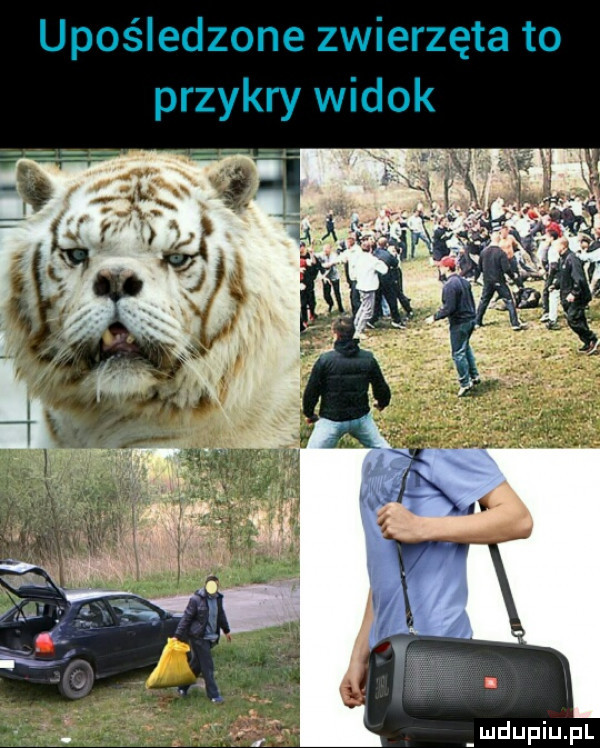 upośledzone zwierzęta to przykry widok i u lipiu pl