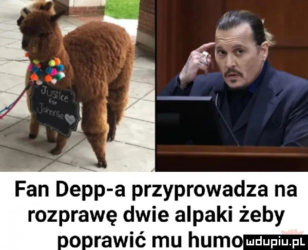 fan depp a przyprowadza na rozprawę dwie alpaki żeby o. ranić mu homo muupiu pl