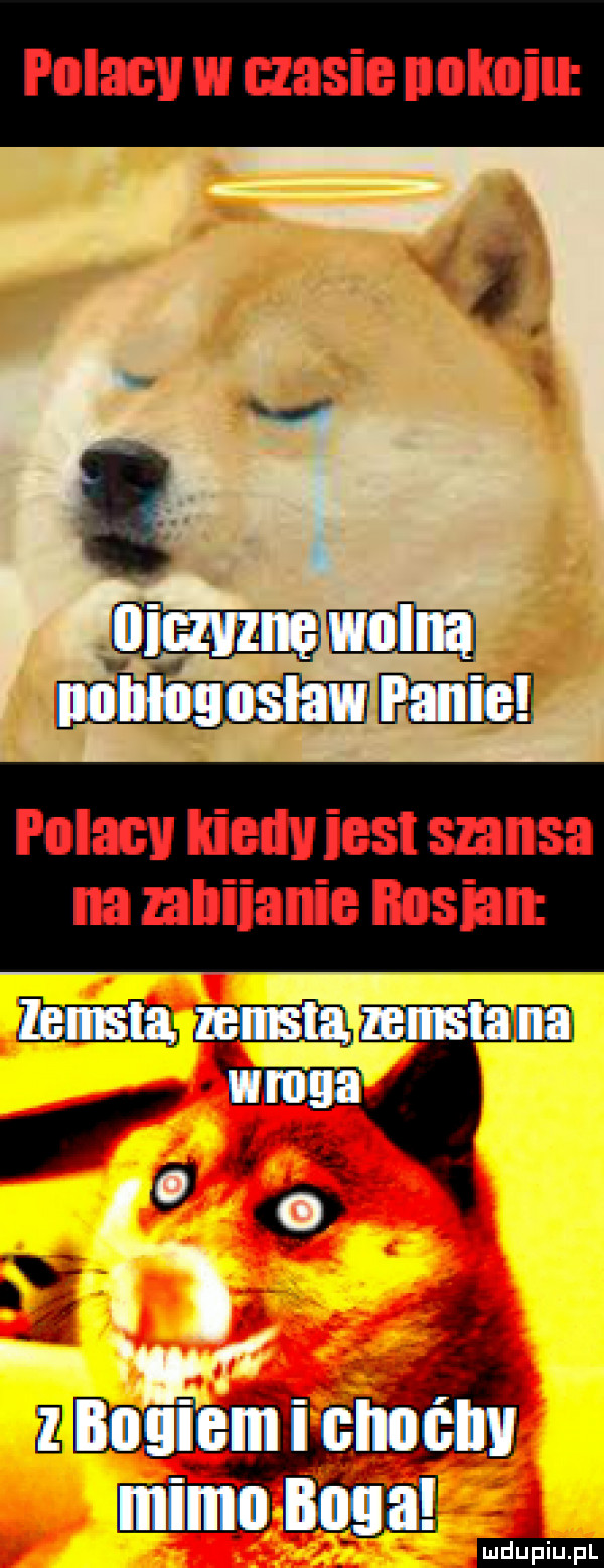 i.   mm u illlllłll osław v polacv iielluiesl szansa na nniianie nosiat