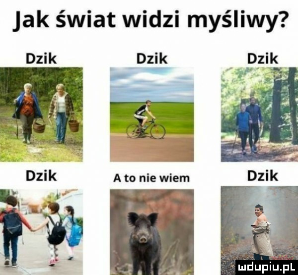 jak świat widzi myśliwy dzik rdzik