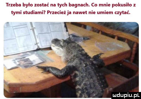 trzeba było zostać na tych bagnach. co mnie pokusiło z tymi studiami przecież ja nawet nie umiem czytać