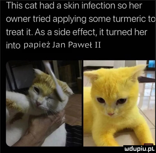 tais cat hdd a skin infection so her owner triad applying some turmeric to trent it. as a sade effect it turned her iato papież jan paweł ii   a. abakankami mdupiuęl