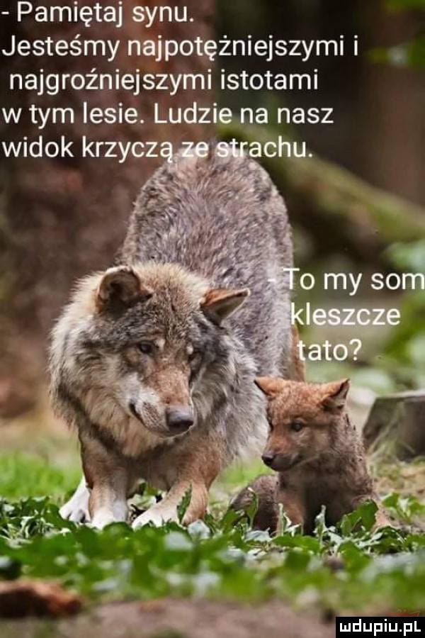 pamiętaj synu. jesteśmy najpotężniejszymi i najgroźniejszymi istotami w tym lesie. ludzie na nasz widok krzycz