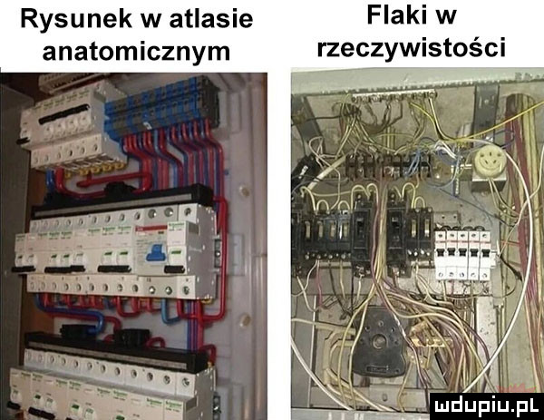 flaki w rzeczywistości vr if rysunek w atlasie anatomicznym x i ludupkiupl