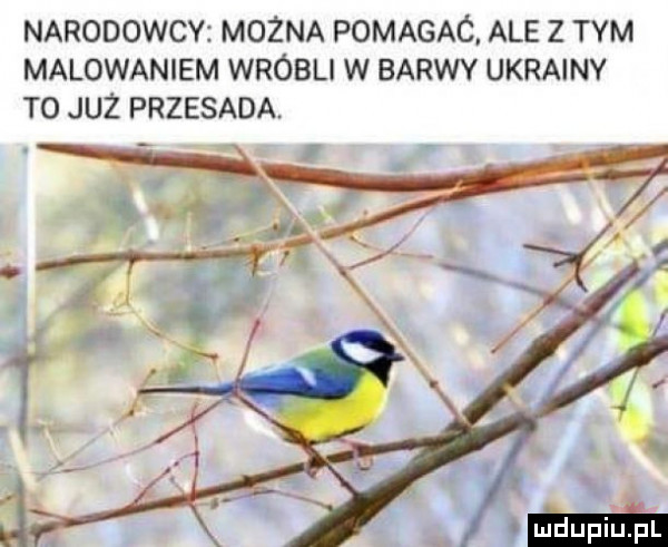 narodowcy można pomagaó. ale z tym malowaniem wróbli w barwy ukrainy t  już przesada