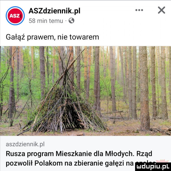 aszdziennik p    min temu gałąź prawem nie towarem aszdziennikpl rusza program mieszkanie dla młodych. rząd pozwolił polakom na zbieranie gałęzi na