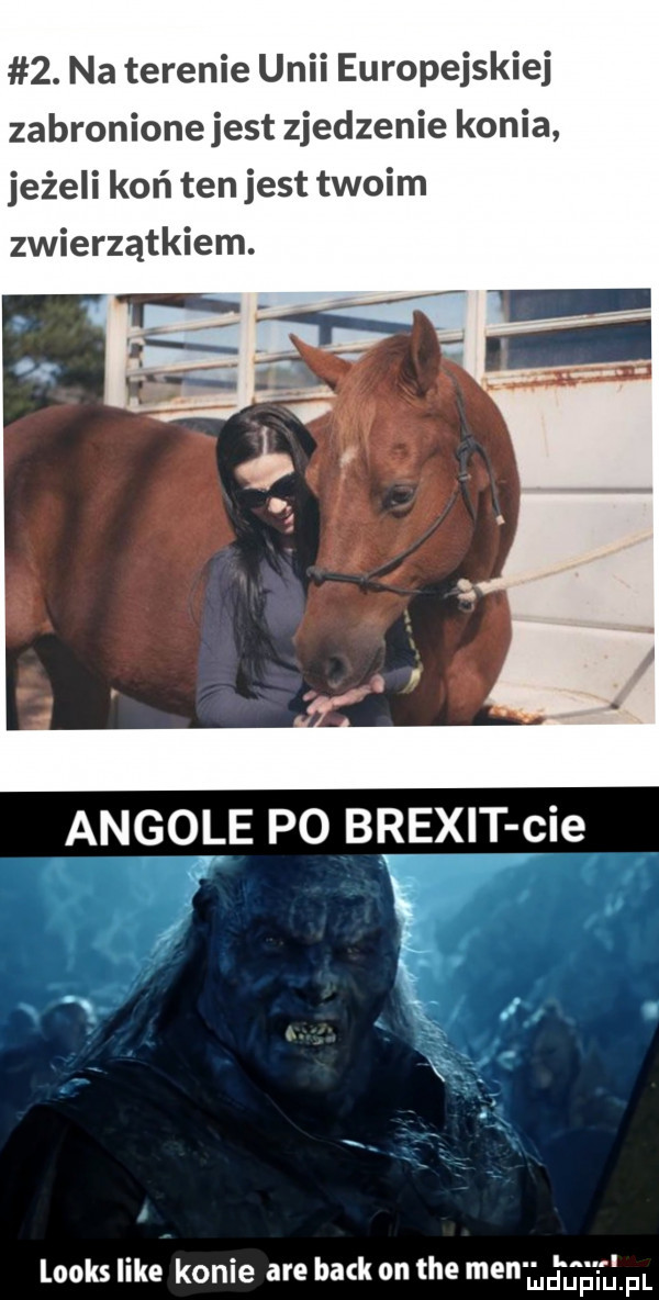 na terenie unii europejskiej zabronionejest zjedzenie konia jeżeli koń ten jest twoim zwierzątkiem. angole po brexit cie   looks like konie are beck on tee men
