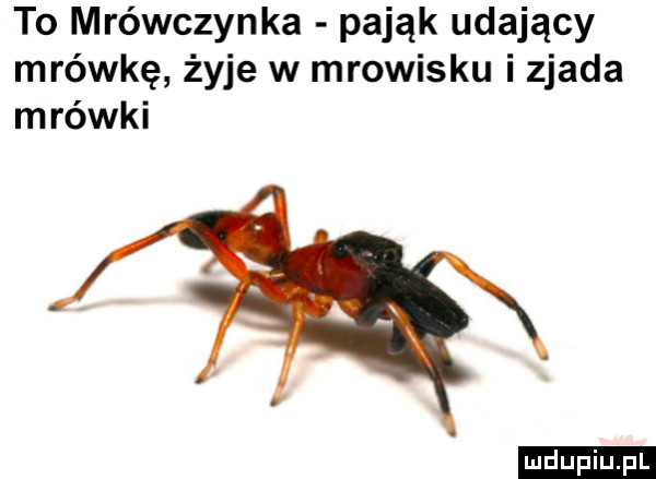 to mrówczynka pająk udający mrówkę żyje w mrowisku i zjada mrówki ludu iu. l