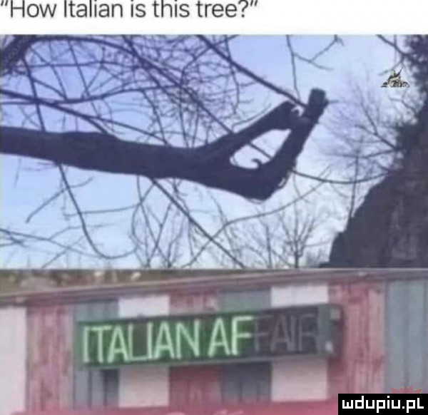 hiw italian is tais trze