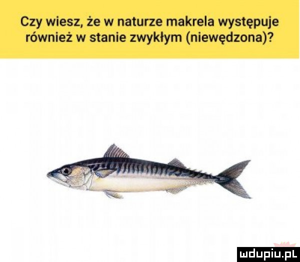 czy wiesz że w naturze makrela występuje również w stanie zwykłym niewędzona ludu iu. l