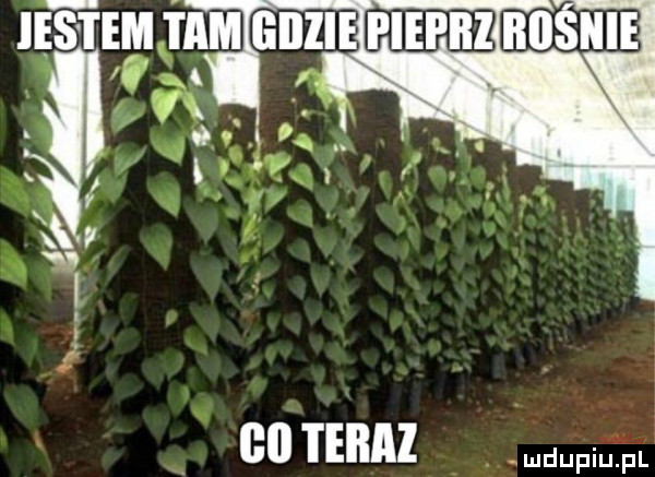 co teraz mdupiiifl