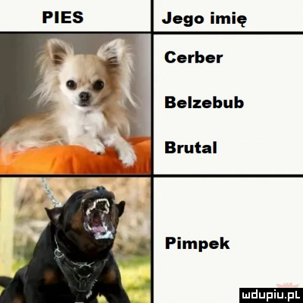 jego imię cerber belzebub brutal pompek ludu iu. l