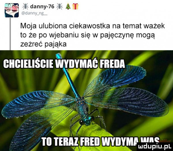 e i danny    i uli ci moja ulubiona ciekawostka na temat ważek to że po wjebaniu się w pajęczynę mogą zeżreć pająka giigieiiśgie mannie freda fl i eilal fiieii wyiiymp w