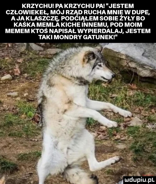 krzychu ea krzychu pa jestem czlowiekeł moj rząd rucha mnie w dupe a jąklaszczę podciąłem sobie żyły bo kaska memla kiche innemu pod moim memem ktoś napisał wypierdalaj jestem taki mondry gatunek n