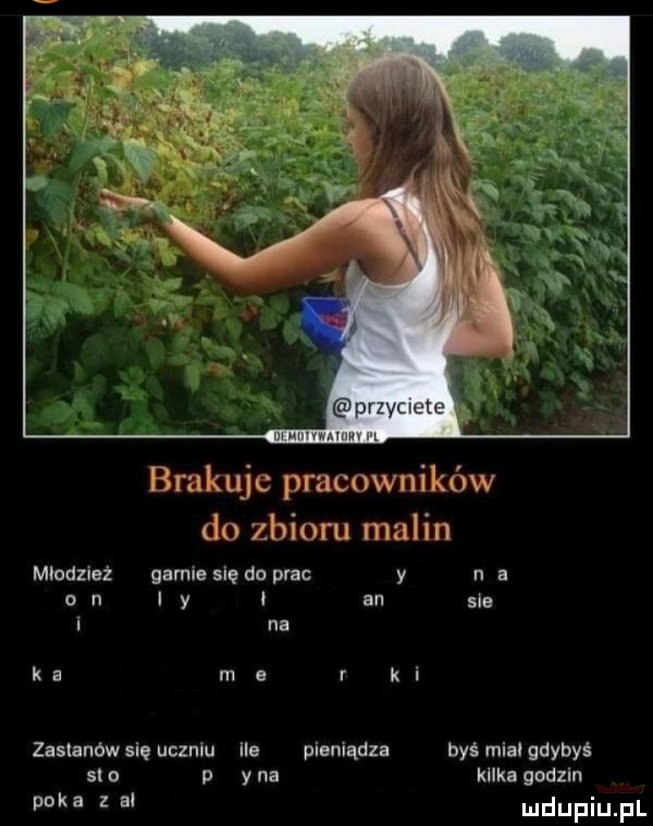 brakujc pracowników do zbioru malin młodzież gamie się do prac y n a o n i y i an ale i nl k a m a r k i zastanów się uczniu ile pieniądza byś mial gdybyś si o y na kilka godzin paka l a