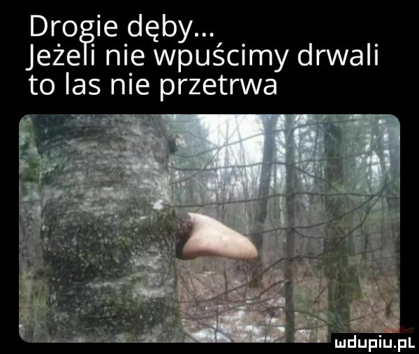 jdrpęie. dęby. jeze nie wpuścimy drwali to las nie przetrwa duciu pl