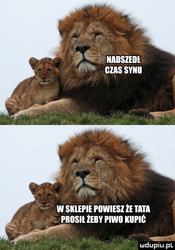 iiaiisieiii gzassyiiii   fo w sklepie i iiwiesi i i a i a fiiiisii żeby pawi kici iś mdupiupl