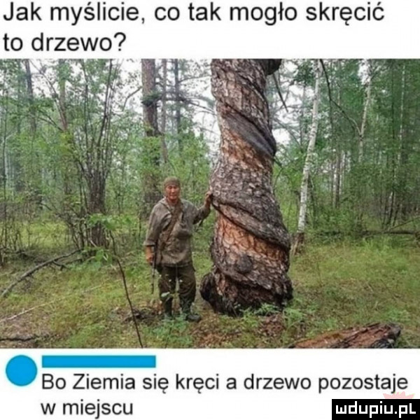 jak myślicie co tak mogło skręcić to drzewo bo ziemia się kręci a drzewo pozostaje w miejscu