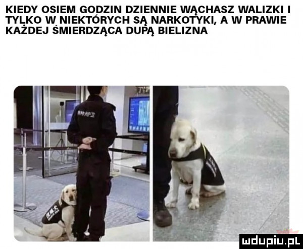 kiedy osiem godzin dziennie wąchasz walizki i tal ko w niektórych są narkotyki. a w prawie każdej śmierdząca dupą bielizna