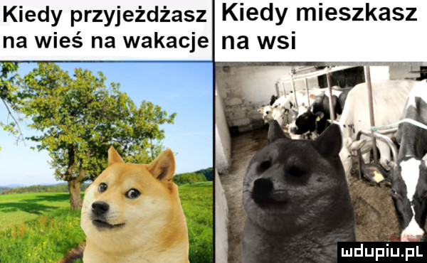 kiedy przyjeżdżasz kiedy mieszkasz na wieś na wakacje w i