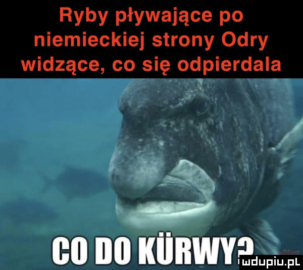 ryby pływające po niemieckiej strony odry widzące co się odpierdala. abakankami  x   no no kunmp imdupiu. pl